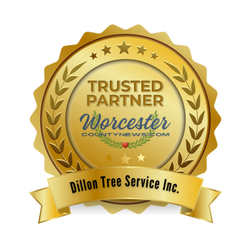 Why We Chose Dillon Tree Service, Inc. as Our Trusted Partner